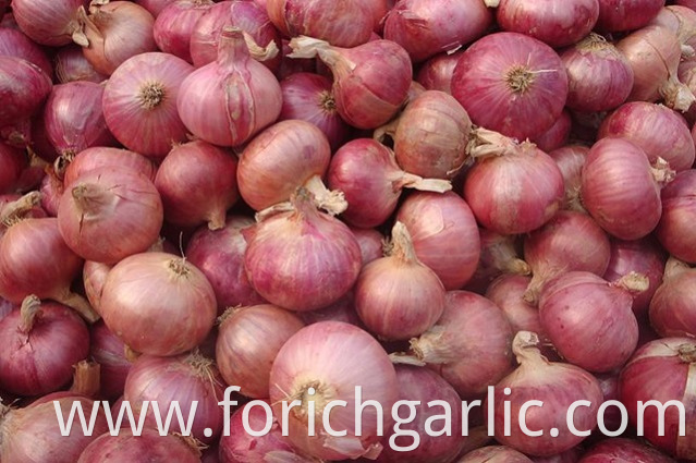 Red Onion